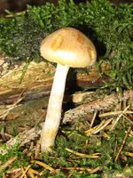 009_600x800.webp