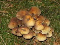 rauchblättriger schwefelkopf_1067x800.webp