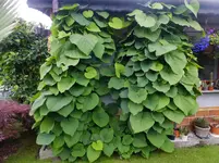 DSCF9123.webp