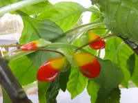 DSCF9064.webp