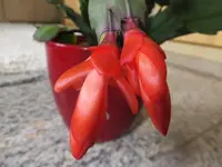 DSCF9075.webp