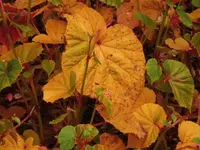 Bilda096.webp