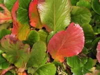 Bilda120.webp