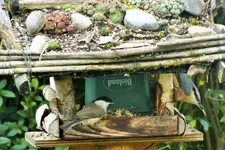 DSCF4269 (2).webp
