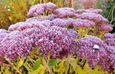 DSCF4414 (3).webp