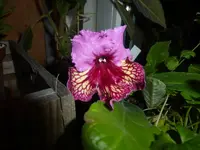 P1550620.webp