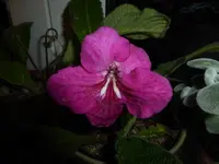 P1550622.webp