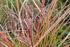 DSCF4418 (2).webp
