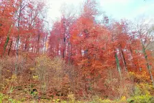 DSCF4428 (2).webp