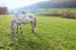 DSCF4479 (2).jpg