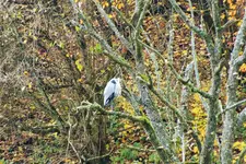 DSCF4477 (2).webp