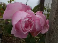 P1550561.webp