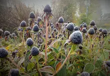 DSCF4416 (3).webp
