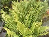 Bilda104.webp