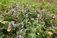 DSCF4475.webp