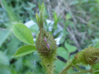 P1390864.webp