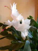 DSCN6464.webp