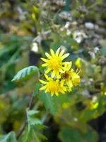 DSCN6504.webp