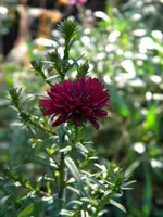 DSCN6507.webp