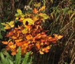 Buche-Eingezucht_Herbst_multicolor_70cm hoch_900.jpg