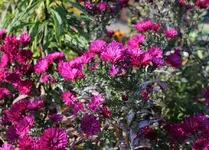 letzte_farben_2.webp