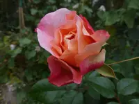 P1550577.webp