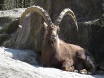 IMG_2536-a-steinbock.jpg