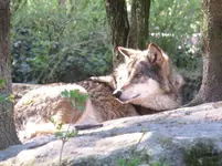 IMG_3561-b-wolf.webp