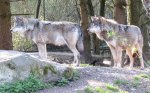 IMG_3741-1-wolf.jpg