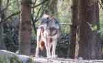 IMG_3742-1-wolf.jpg