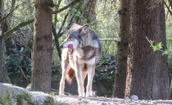 IMG_3742-1-wolf.webp