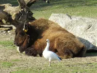 IMG_3699-a_bison.webp