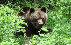 IMG_7021-1-braunbär.webp