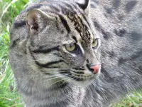 IMG_2976_fischkatze.webp