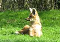 IMG_3527-b-mähnenwolf.webp