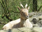 IMG_2723-a-markhor.jpg