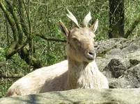 IMG_2723-a-markhor.webp