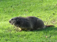 IMG_3899-a-murmeltier.webp