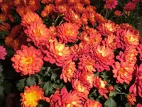Bilda018.webp