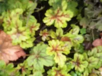 Bilda126.webp