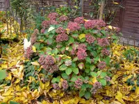 IMG_5881.webp