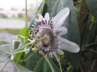 DSCF9142.webp