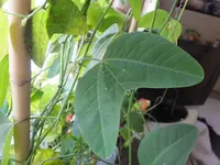 DSCF9199.webp