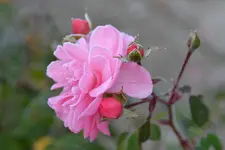 DSC_3431.webp