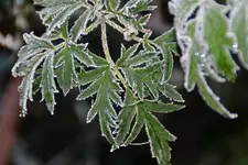 DSC_3474.webp