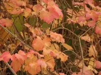 Bilda083.webp