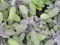 Bilda116.webp