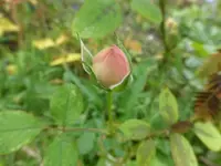 P1550590.webp