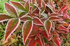 DSCF4398 (2).webp