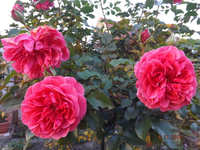 DSCF0296m.jpg